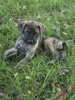 Axel, a male English Mastiff for sale in Beach City, OH – 1 of 1