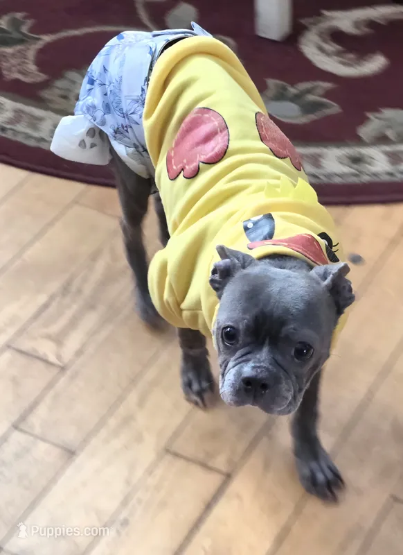 Ducky – Boston Terrier, French Bulldog puppy for sale in Beach City, OH