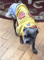 Ducky, a female Boston Terrier and French Bulldog for sale in Beach City, OH – 1 of 2