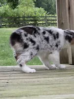 Zoey, a female Australian Shepherd for sale in Beach City, OH – 2 of 2