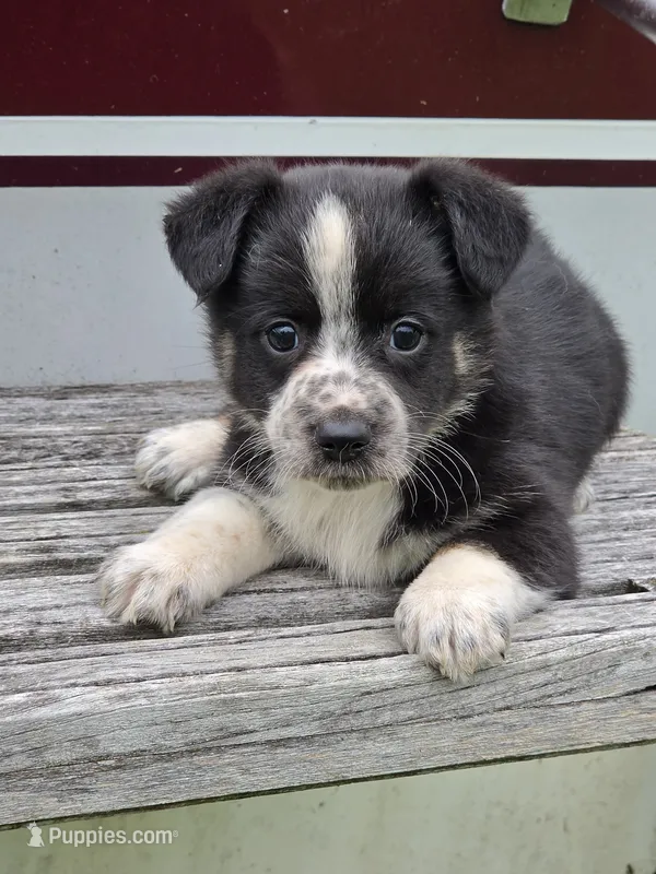 Emmy – Pembroke Welsh Corgi, Toy Fox Terrier puppy for sale in Beach City, OH