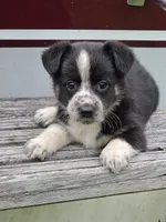 Emmy, a female Pembroke Welsh Corgi and Toy Fox Terrier for sale in Beach City, OH – 1 of 1