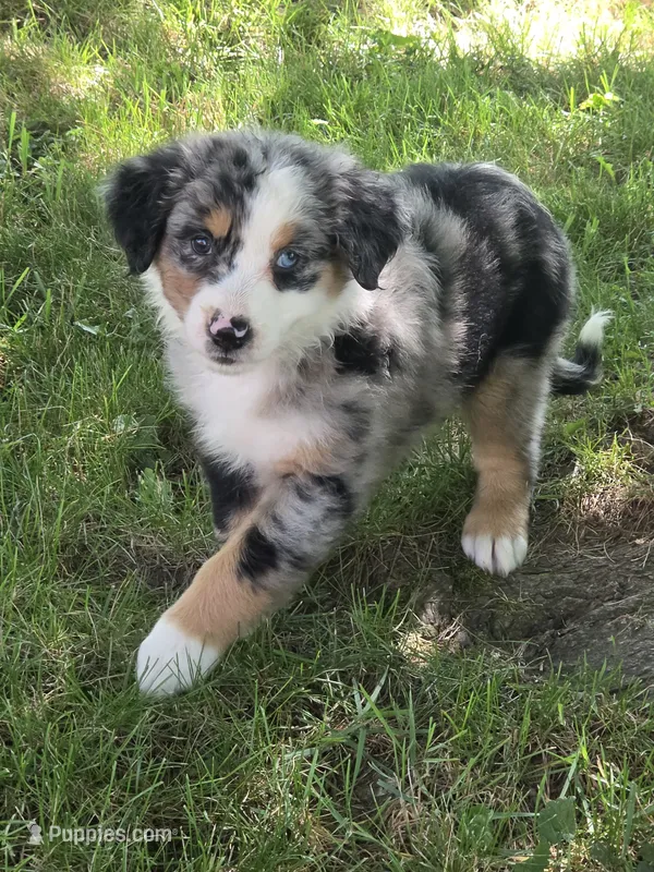 Elsa – Australian Shepherd puppy for sale in Beach City, OH