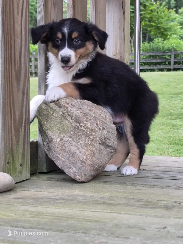 Beau – Australian Shepherd puppy for sale in Beach City, OH