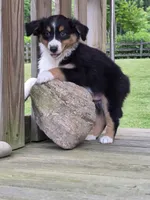Beau, a male Australian Shepherd for sale in Beach City, OH – 1 of 2