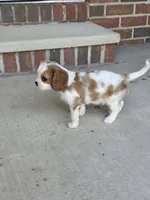 Mo, a male Cavalier King Charles Spaniel for sale in Beach City, OH – 3 of 3