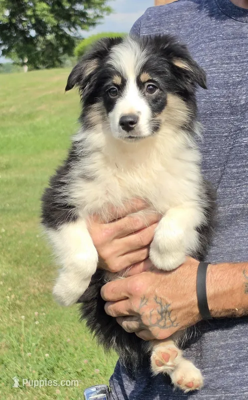 Casey – Miniature Australian Shepherd puppy for sale in Beach City, OH
