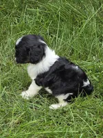 Scout, a male Cavalier King Charles Spaniel for sale in Beach City, OH – 3 of 3