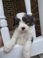 Maggie, a male Cavalier King Charles Spaniel for sale in Beach City, OH – 4 of 5