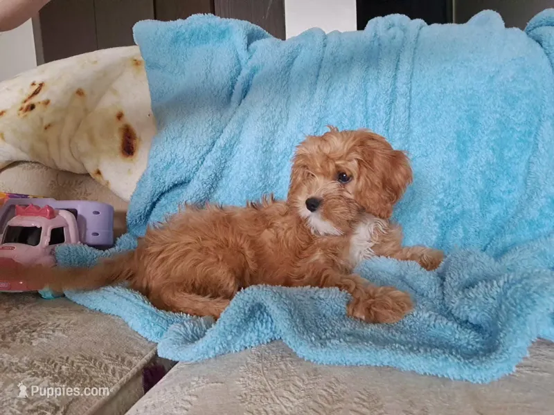 Winnie – Cavapoo puppy for sale in Beach City, OH