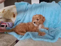 Winnie, a female Cavapoo for sale in Beach City, OH – 1 of 6