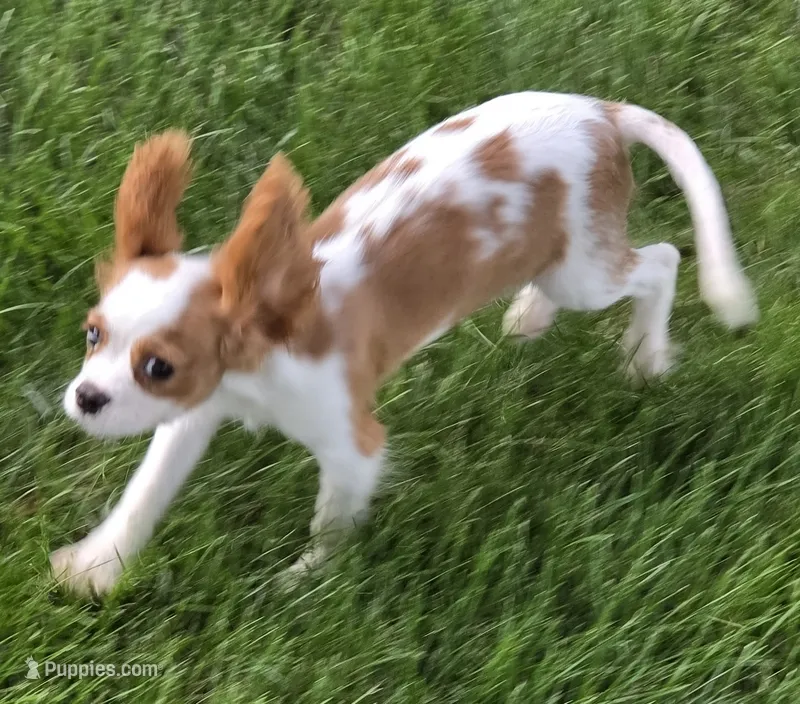 Teddy – Cavalier King Charles Spaniel puppy for sale in Beach City, OH