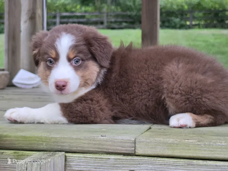 Oliver – Australian Shepherd puppy for sale in Beach City, OH