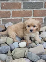 Ollie, a female Cavapoo for sale in Beach City, OH – 2 of 4