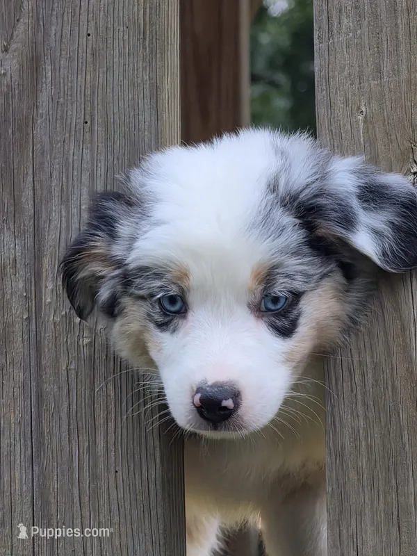 Skylar – Australian Shepherd puppy for sale in Beach City, OH
