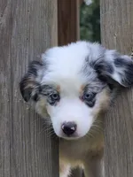 Skylar, a female Australian Shepherd for sale in Beach City, OH – 1 of 2