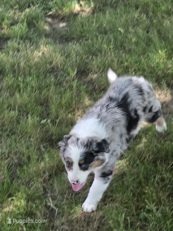 Rudy – Australian Shepherd puppy for sale in Beach City, OH