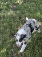 Rudy, a male Australian Shepherd for sale in Beach City, OH – 1 of 2