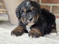 Winnie, a female Miniature Bernedoodle for sale in Beach City, OH – 3 of 3