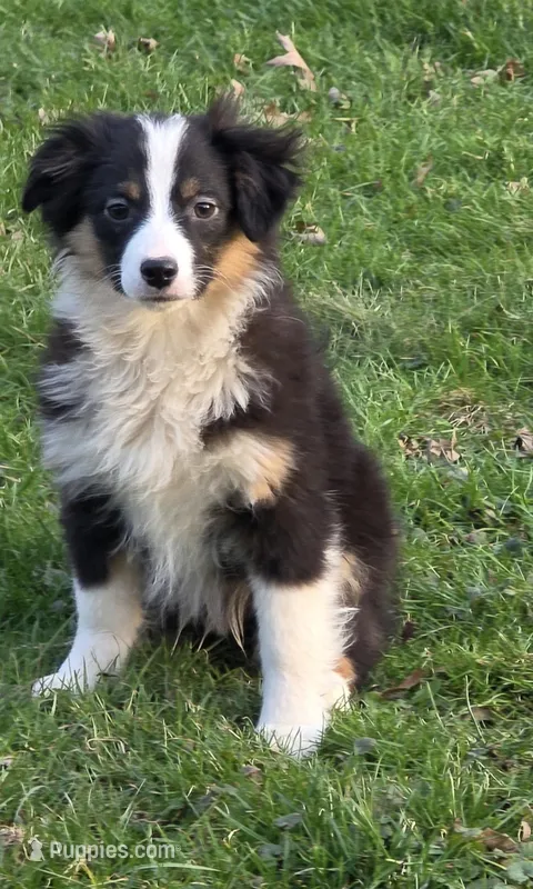 Taz – Miniature Australian Shepherd puppy for sale in Beach City, OH