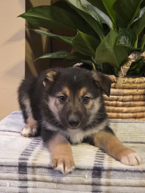 Bentley, a male German Shepherd Dog for sale in Beach City, OH – Photo 1 of 1