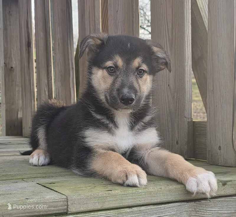 Bentley – German Shepherd Dog puppy for sale in Beach City, OH