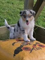 Stella, a female Australian Shepherd for sale in Beach City, OH – 4 of 4