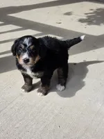 Lola, a female Miniature Bernedoodle for sale in Beach City, OH – 2 of 4