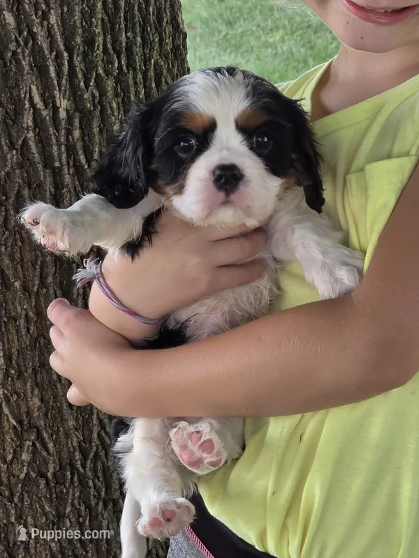 Charles – Cavalier King Charles Spaniel puppy for sale in Beach City, OH
