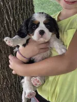 Charles, a male Cavalier King Charles Spaniel for sale in Beach City, OH – 1 of 3