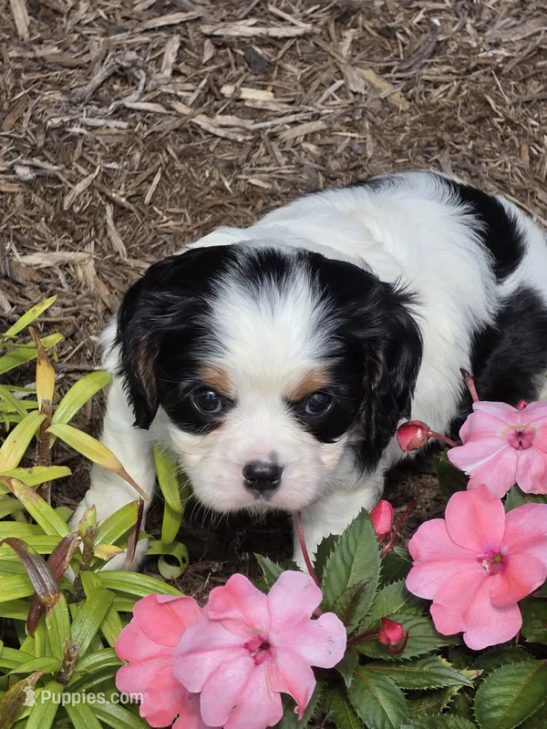 Tucker – Cavalier King Charles Spaniel puppy for sale in Beach City, OH