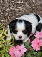 Tucker, a male Cavalier King Charles Spaniel for sale in Beach City, OH – 1 of 1