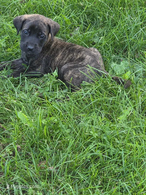 Zoey – English Mastiff puppy for sale in Beach City, OH