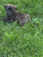 Zoey, a female English Mastiff for sale in Beach City, OH – 1 of 1