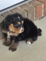 Hazel, a female Miniature Bernedoodle for sale in Beach City, OH – 6 of 6