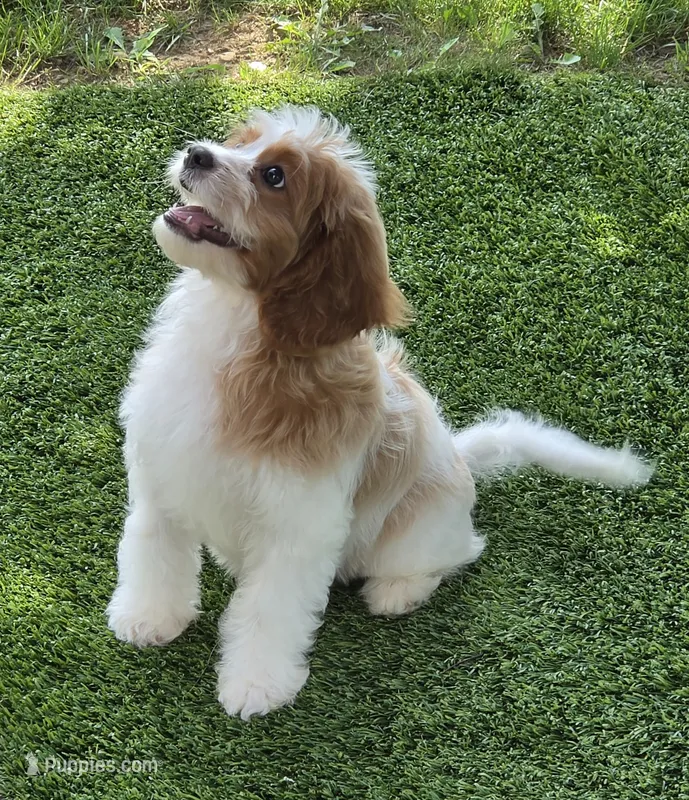 Winston – Cavapoo puppy for sale in Beach City, OH