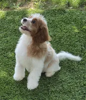 Winston, a male Cavapoo for sale in Beach City, OH – 1 of 3