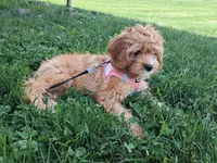 Winnie, a female Cavapoo for sale in Beach City, OH – 4 of 6