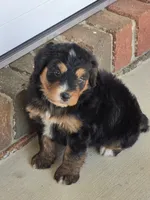 Hazel, a female Miniature Bernedoodle for sale in Beach City, OH – 4 of 6