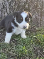 Libby, a female Australian Shepherd for sale in Beach City, OH – Photo 2 of 4