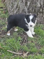Libby, a female Australian Shepherd for sale in Beach City, OH – Photo 4 of 4