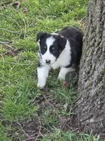 Libby, a female Australian Shepherd for sale in Beach City, OH – Photo 3 of 4