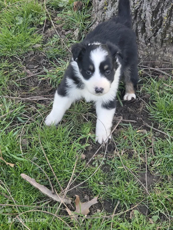 Libby – Australian Shepherd puppy for sale in Beach City, OH