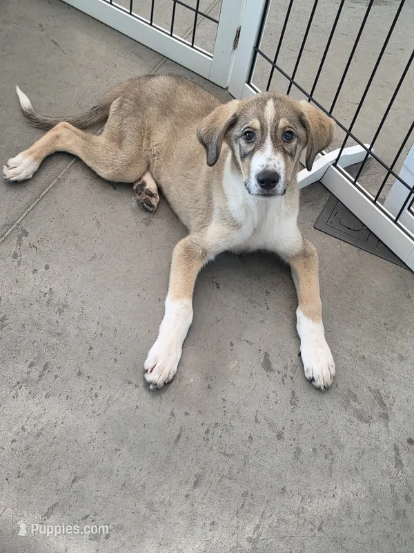 Anna – Anatolian Shepherd Dog, Great Pyrenees puppy for sale in Beach City, OH