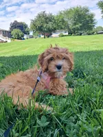 Winnie, a female Cavapoo for sale in Beach City, OH – 2 of 6