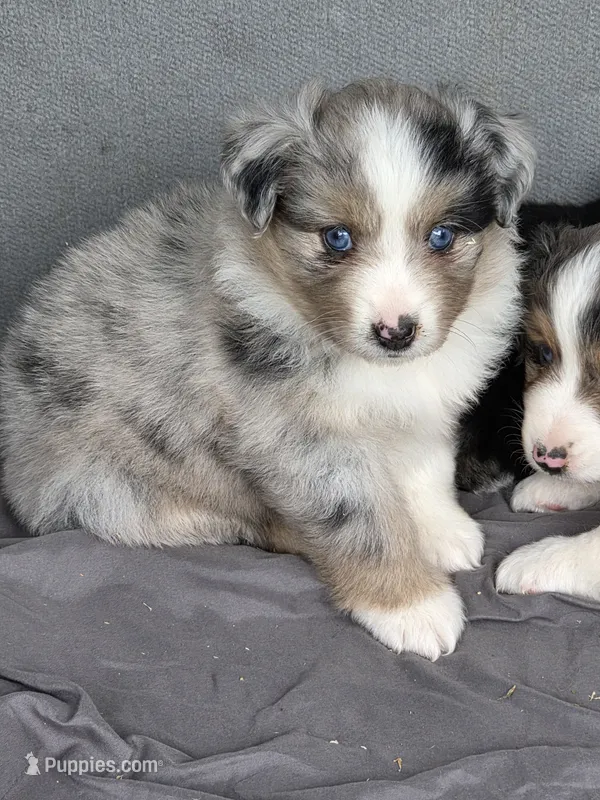 Zoey – Miniature Australian Shepherd puppy for sale in Beach City, OH