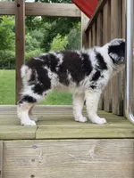 Jasper, a male Australian Shepherd for sale in Beach City, OH – 2 of 2