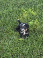 Lola, a female Miniature Bernedoodle for sale in Beach City, OH – 4 of 4