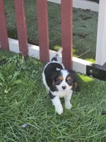 Tucker, a male Cavalier King Charles Spaniel for sale in Beach City, OH – 1 of 4