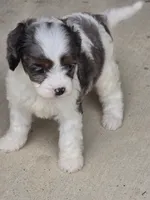 Maggie, a male Cavalier King Charles Spaniel for sale in Beach City, OH – 5 of 5